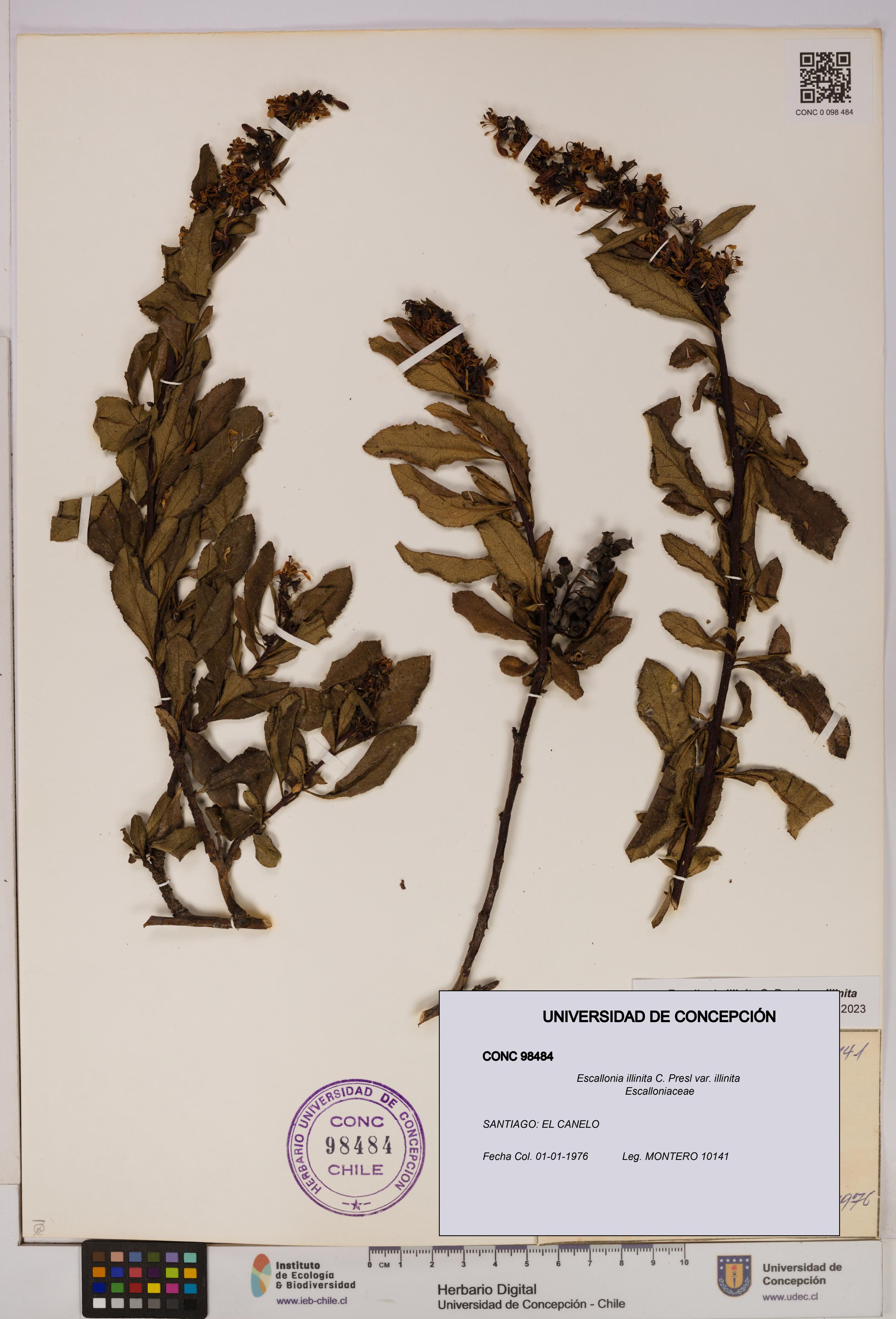 Escallonia illinita [Espécimen: UDEC:CONC:0098484]