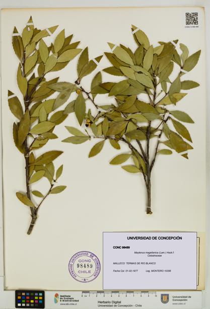 Maytenus magellanica [Espécimen: UDEC:CONC:0098489]