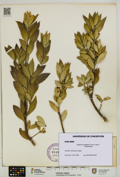Maytenus magellanica [Espécimen: UDEC:CONC:0098490]