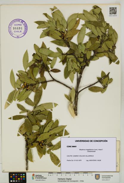 Maytenus magellanica [Espécimen: UDEC:CONC:0098491]