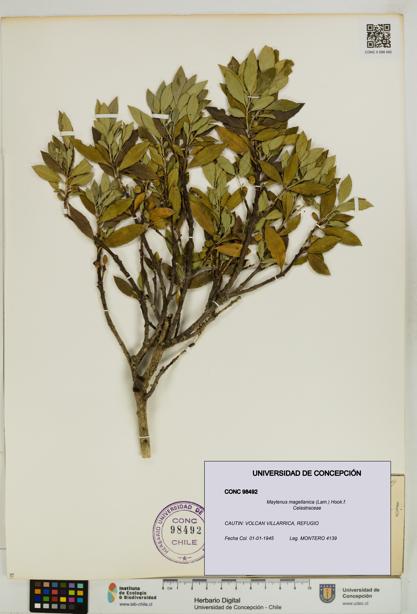 Maytenus magellanica [Espécimen: UDEC:CONC:0098492]