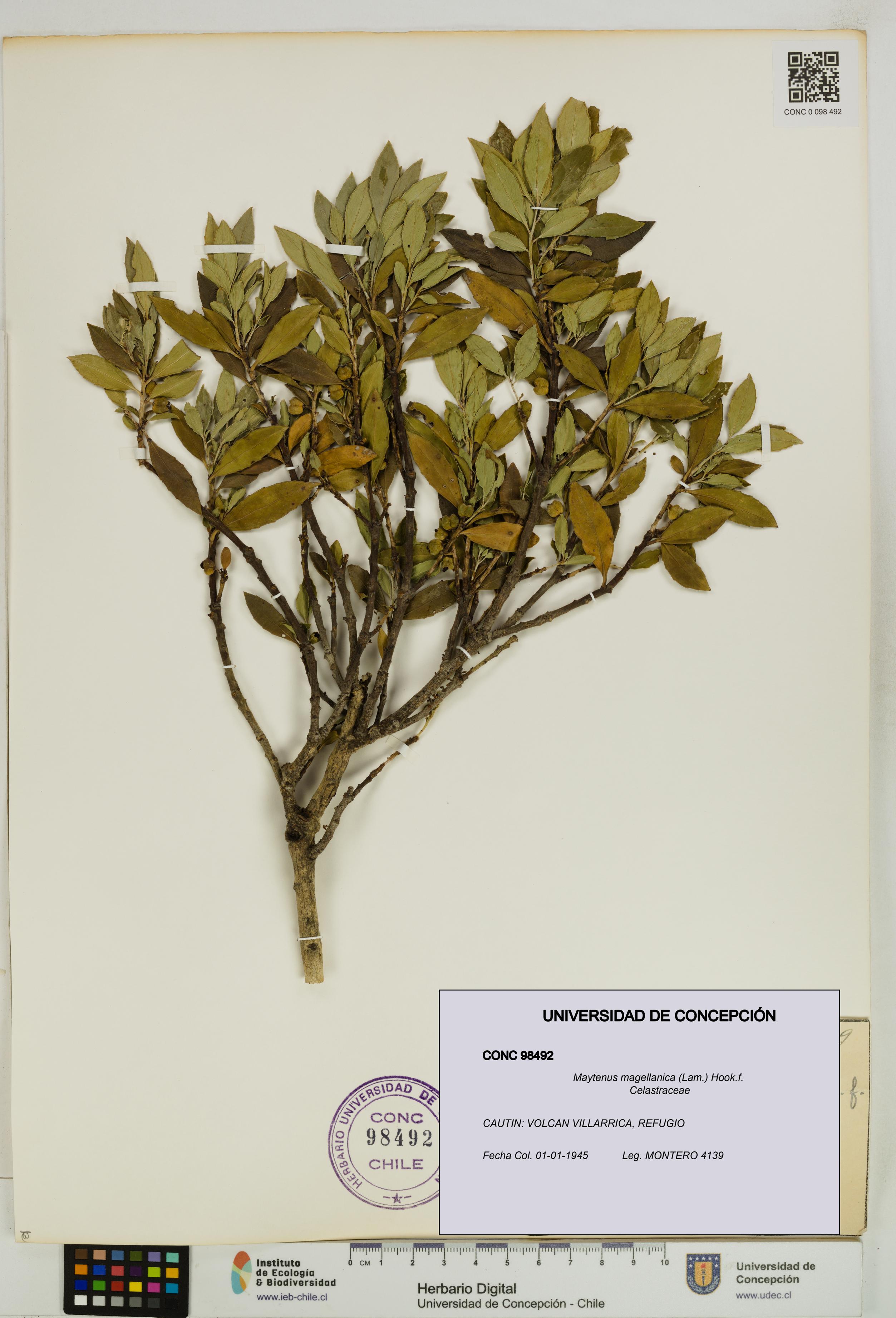 Maytenus magellanica [Espécimen: UDEC:CONC:0098492]