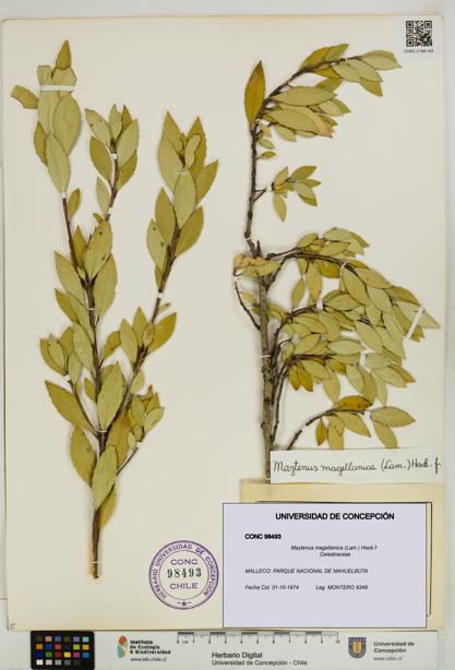Maytenus magellanica [Espécimen: UDEC:CONC:0098493]