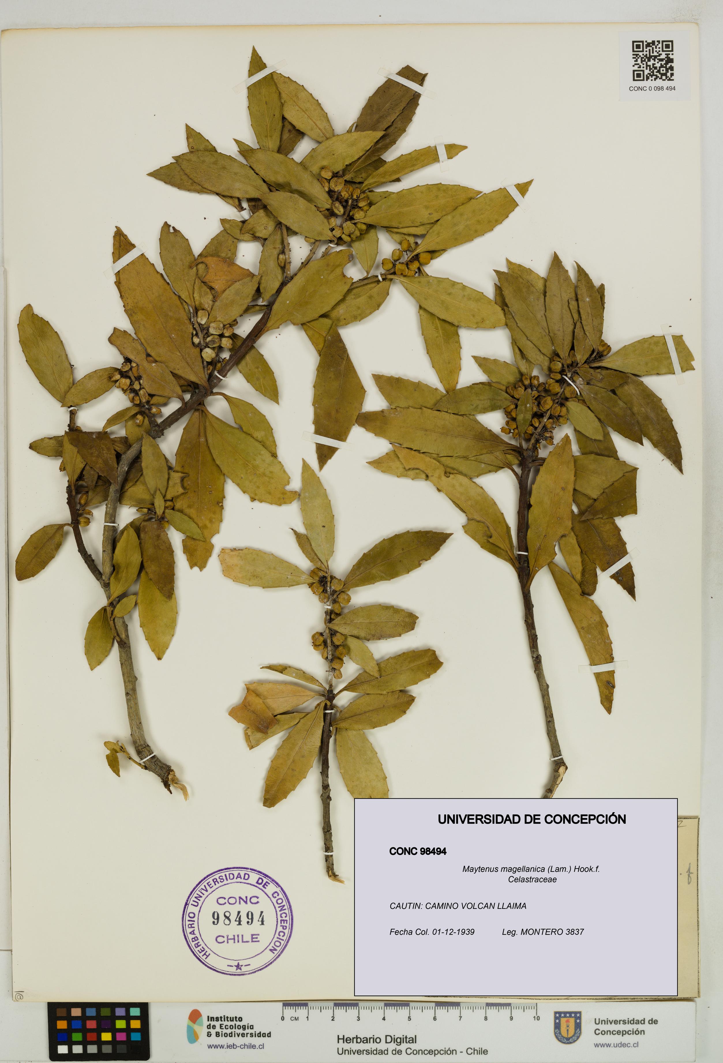 Maytenus magellanica [Espécimen: UDEC:CONC:0098494]