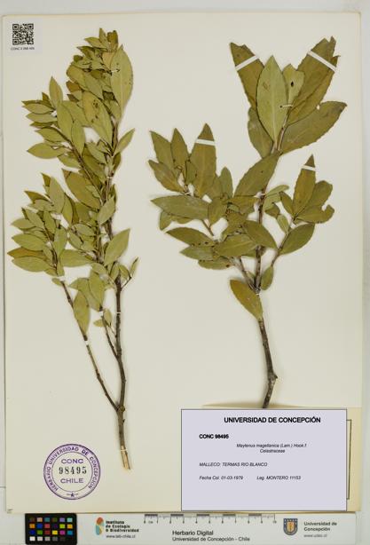 Maytenus magellanica [Espécimen: UDEC:CONC:0098495]