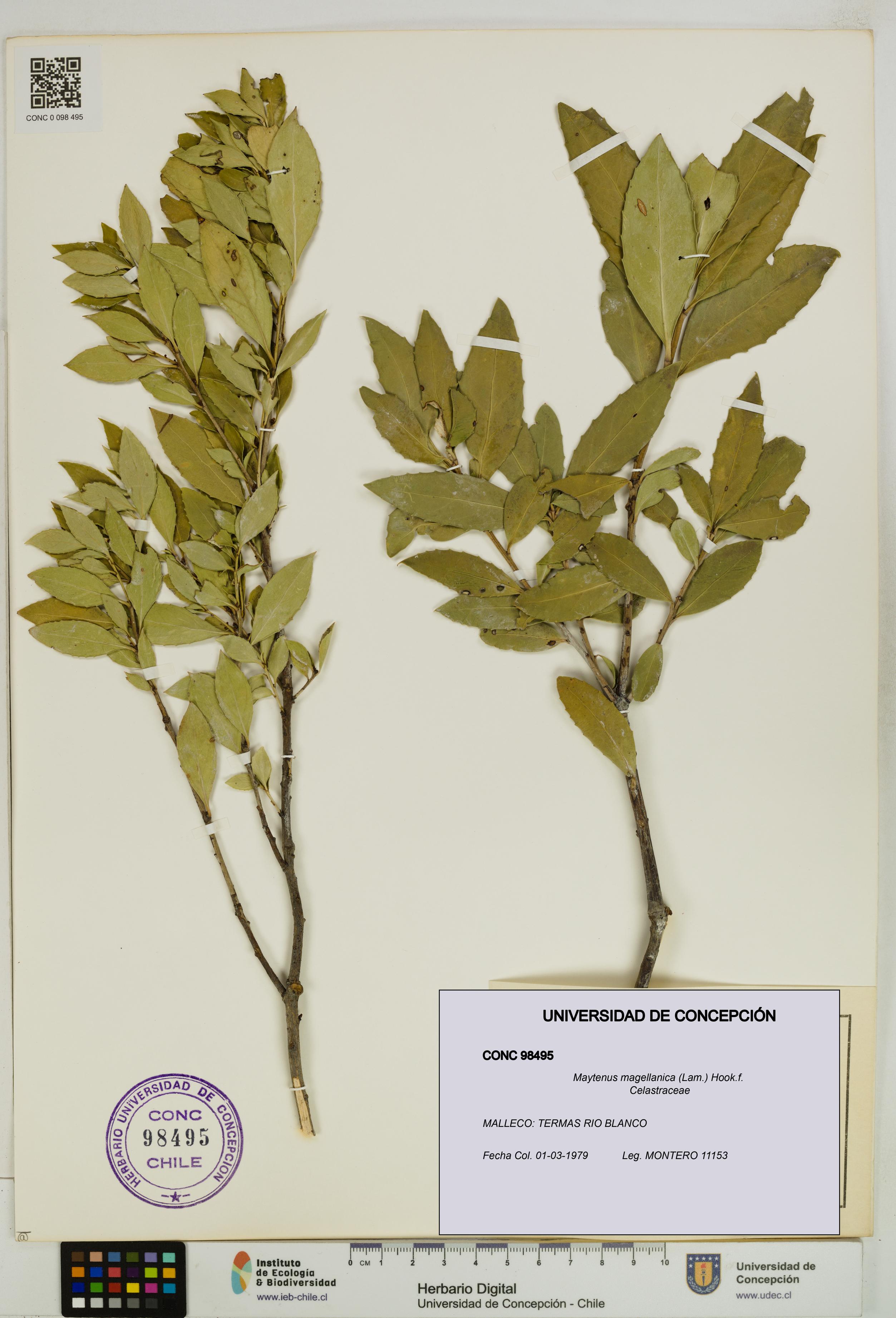Maytenus magellanica [Espécimen: UDEC:CONC:0098495]