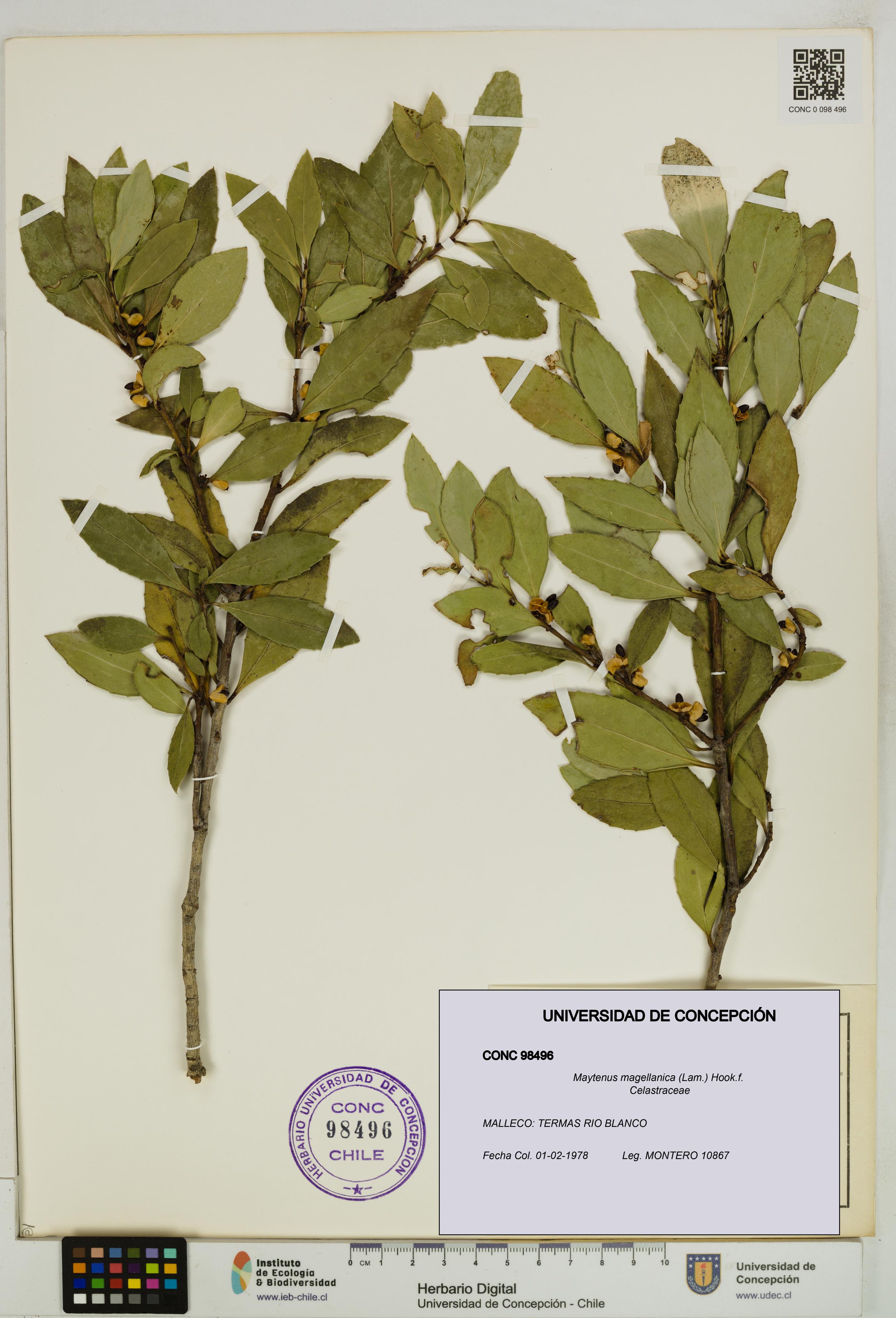 Maytenus magellanica [Espécimen: UDEC:CONC:0098496]