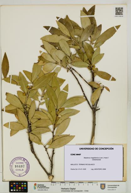 Maytenus magellanica [Espécimen: UDEC:CONC:0098497]