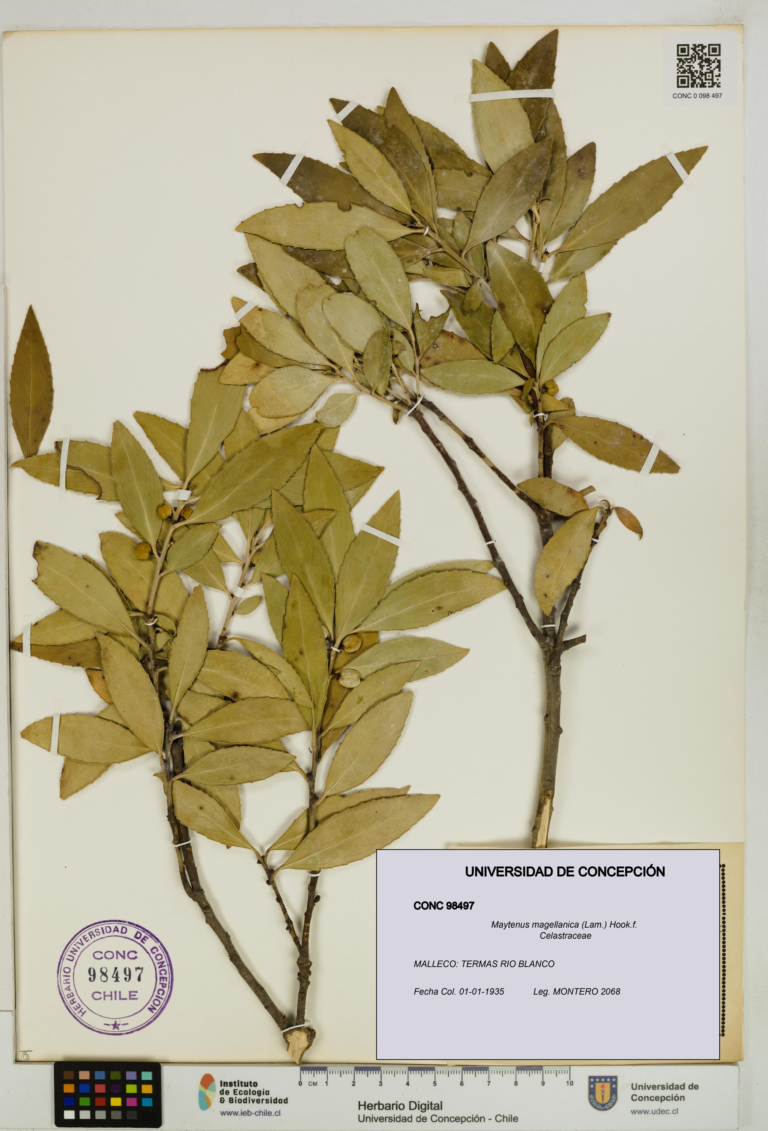 Maytenus magellanica [Espécimen: UDEC:CONC:0098497]