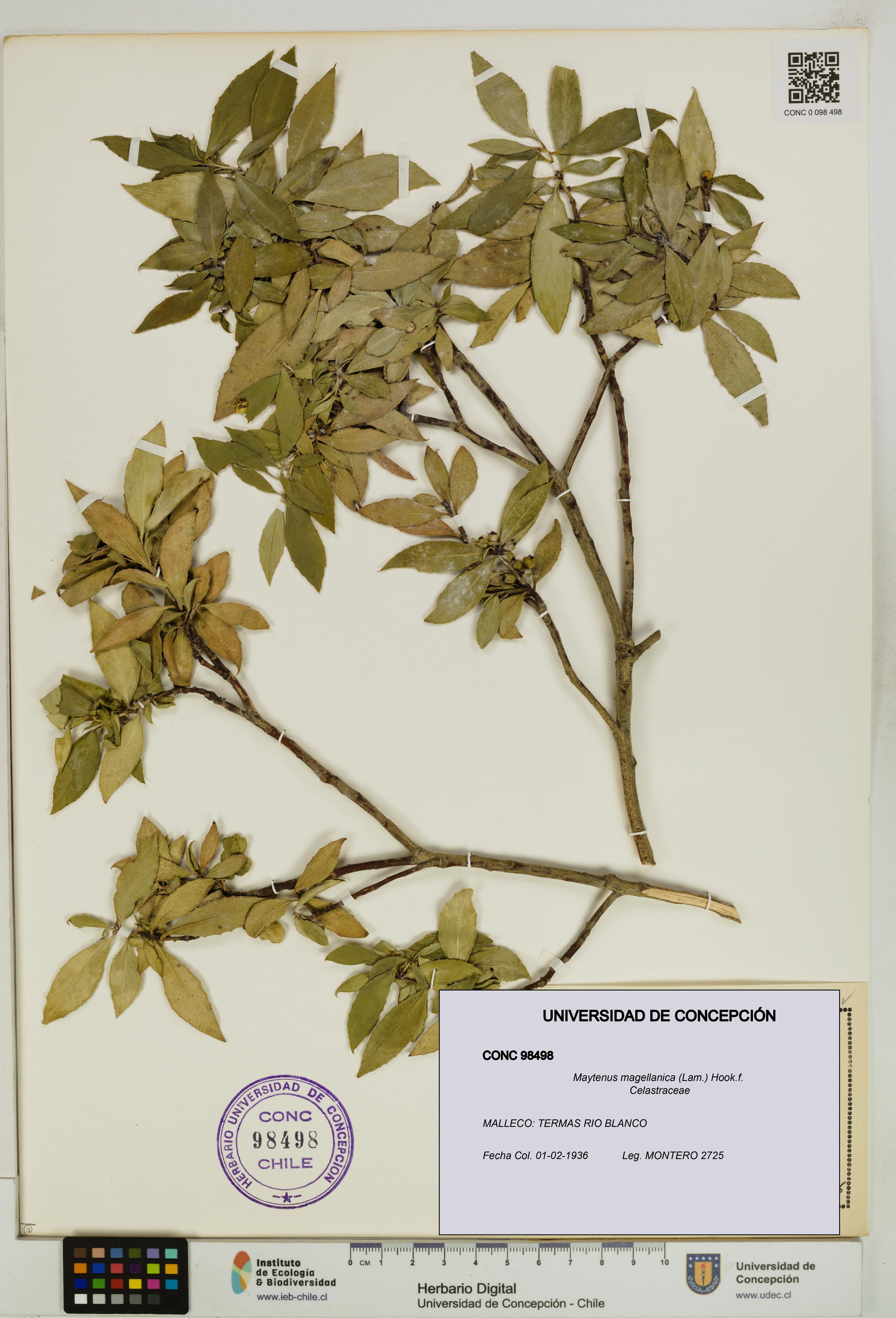 Maytenus magellanica [Espécimen: UDEC:CONC:0098498]