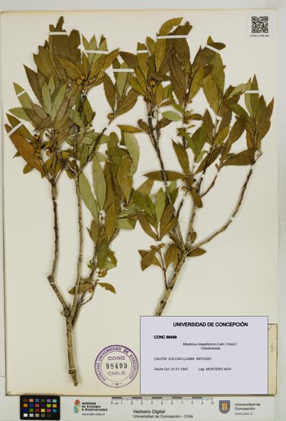 Maytenus magellanica [Espécimen: UDEC:CONC:0098499]
