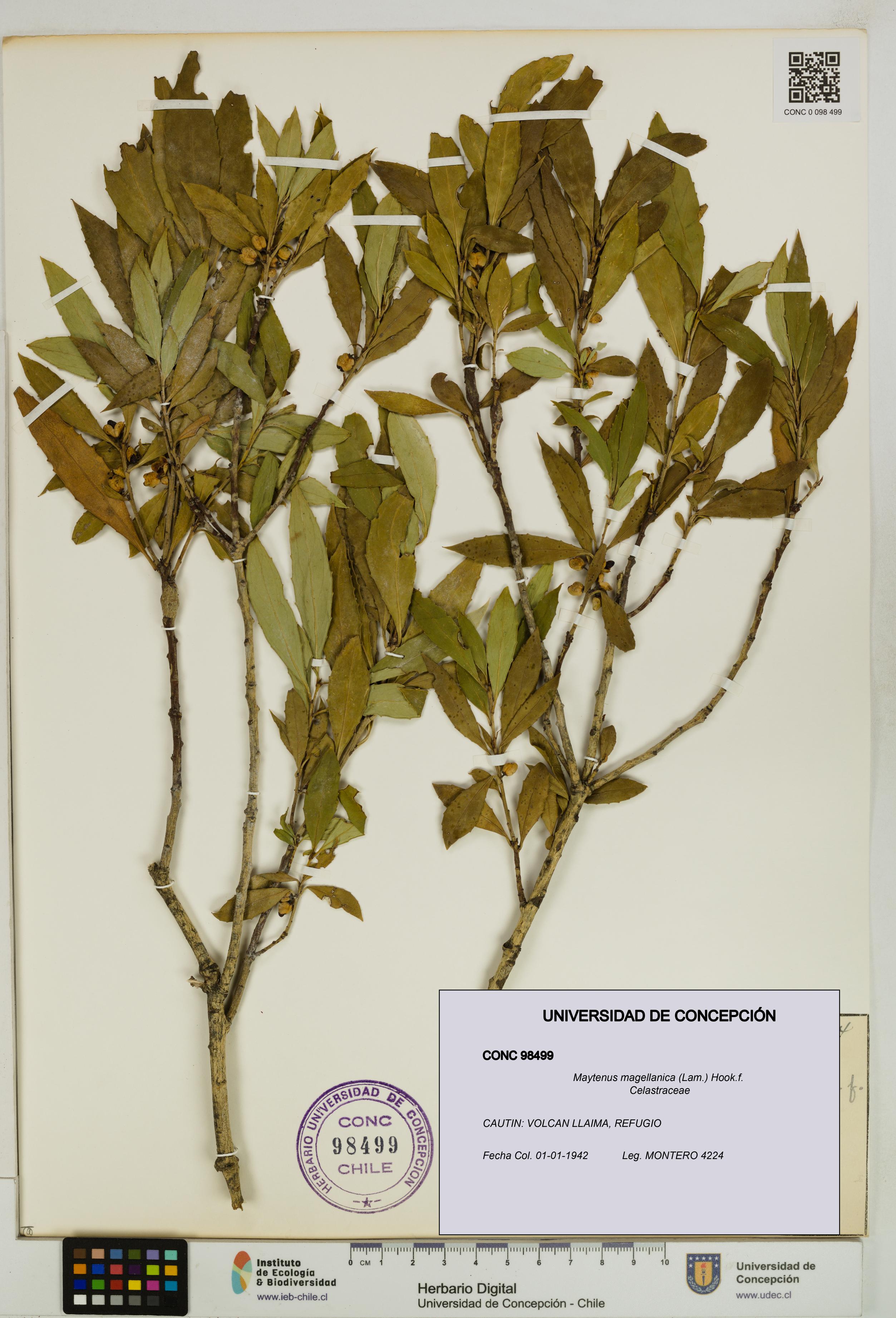 Maytenus magellanica [Espécimen: UDEC:CONC:0098499]