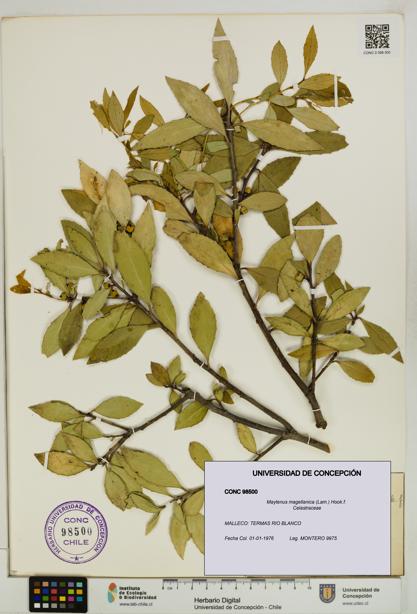 Maytenus magellanica [Espécimen: UDEC:CONC:0098500]