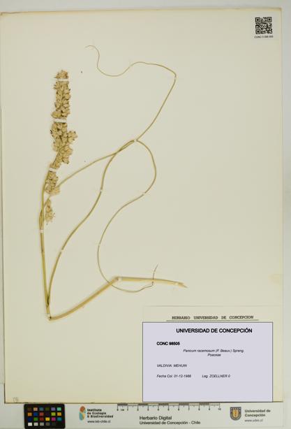 Panicum racemosum [Espécimen: UDEC:CONC:0098505]