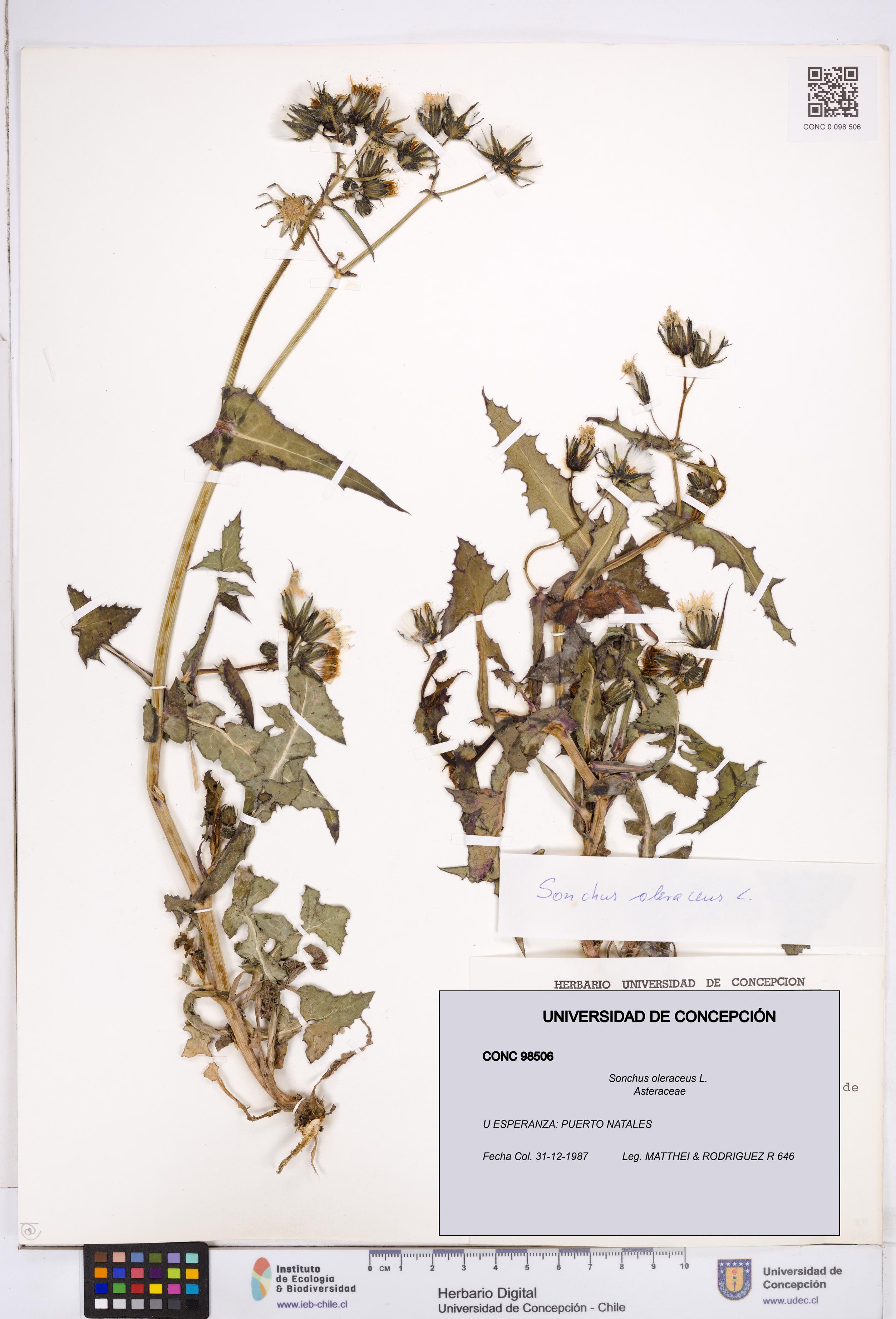 Sonchus oleraceus [Espécimen: ]
