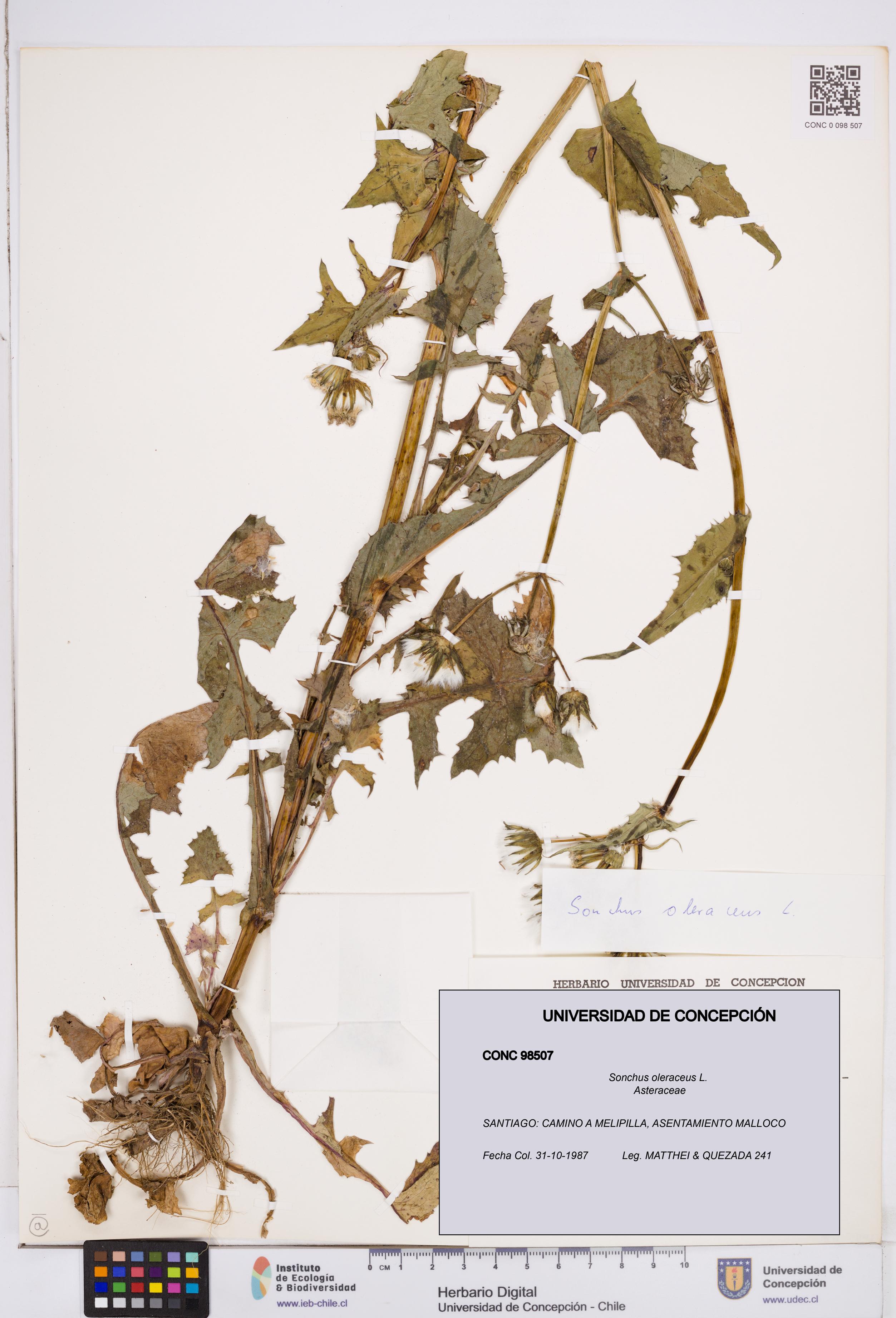 Sonchus oleraceus [Espécimen: ]