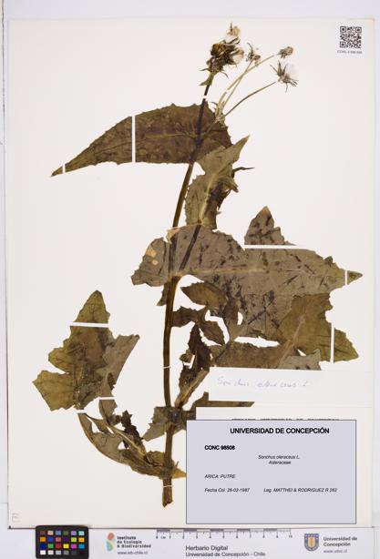 Sonchus oleraceus [Espécimen: ]