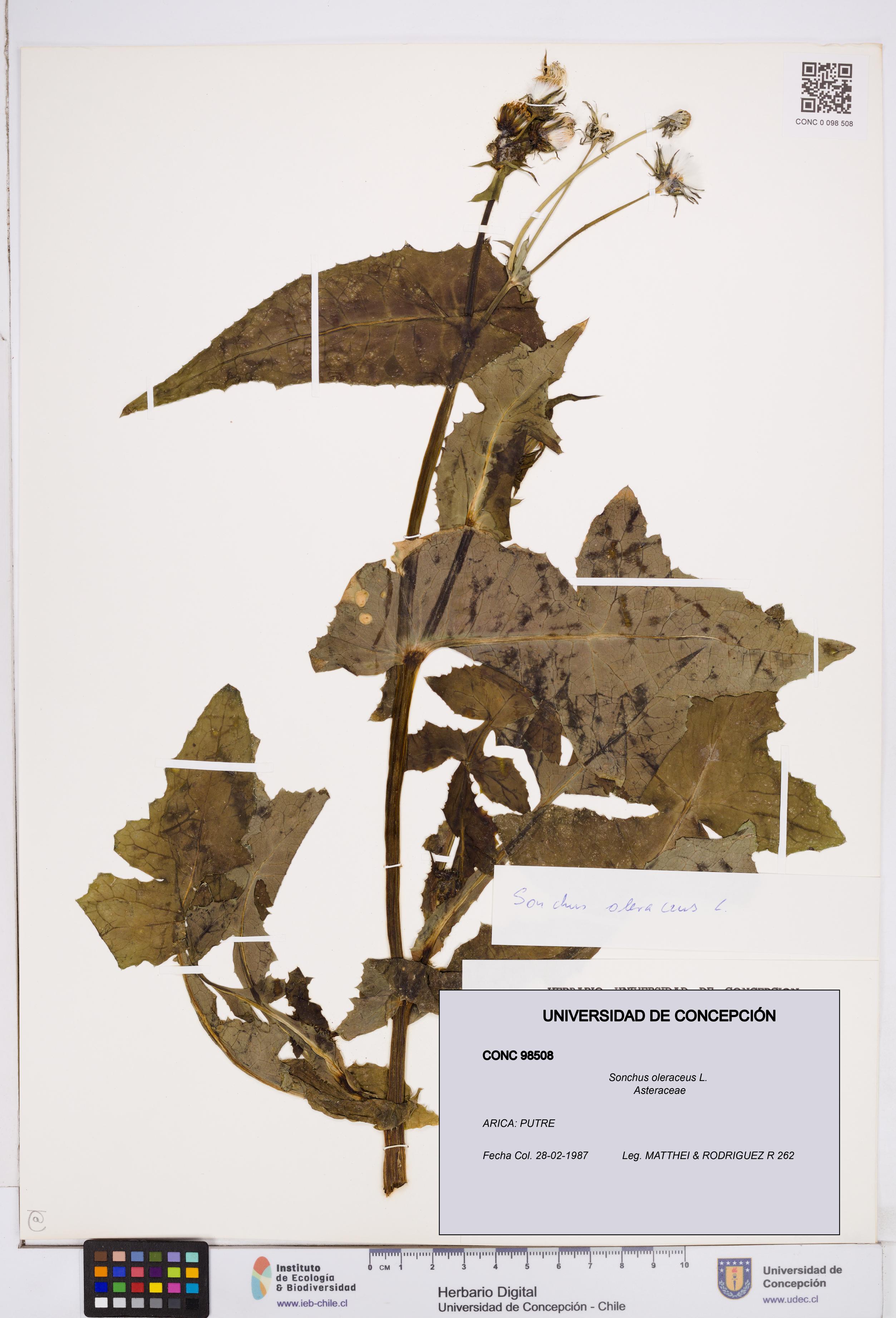 Sonchus oleraceus [Espécimen: ]