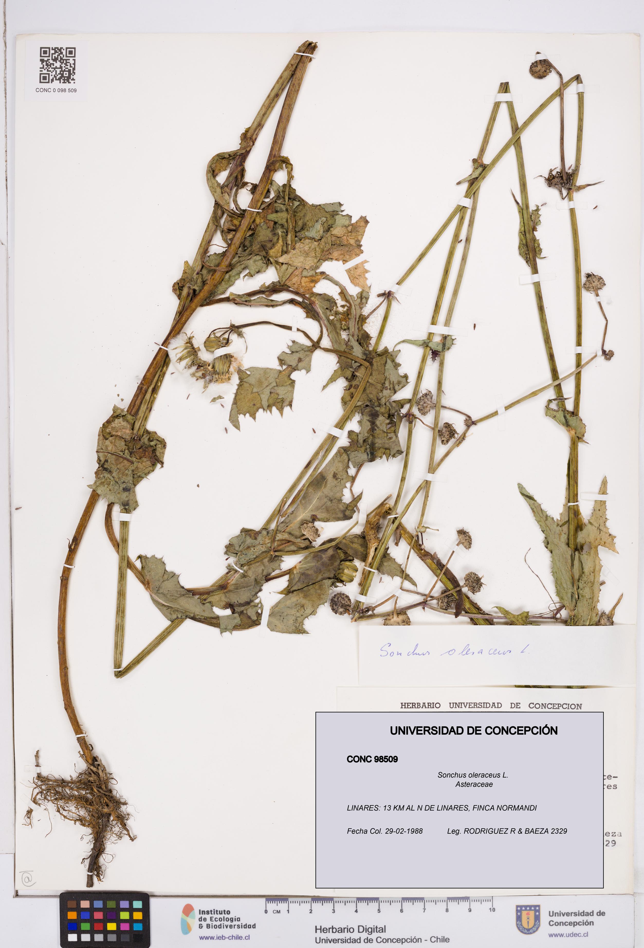 Sonchus oleraceus [Espécimen: ]