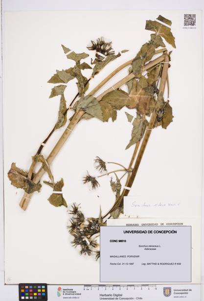 Sonchus oleraceus [Espécimen: ]