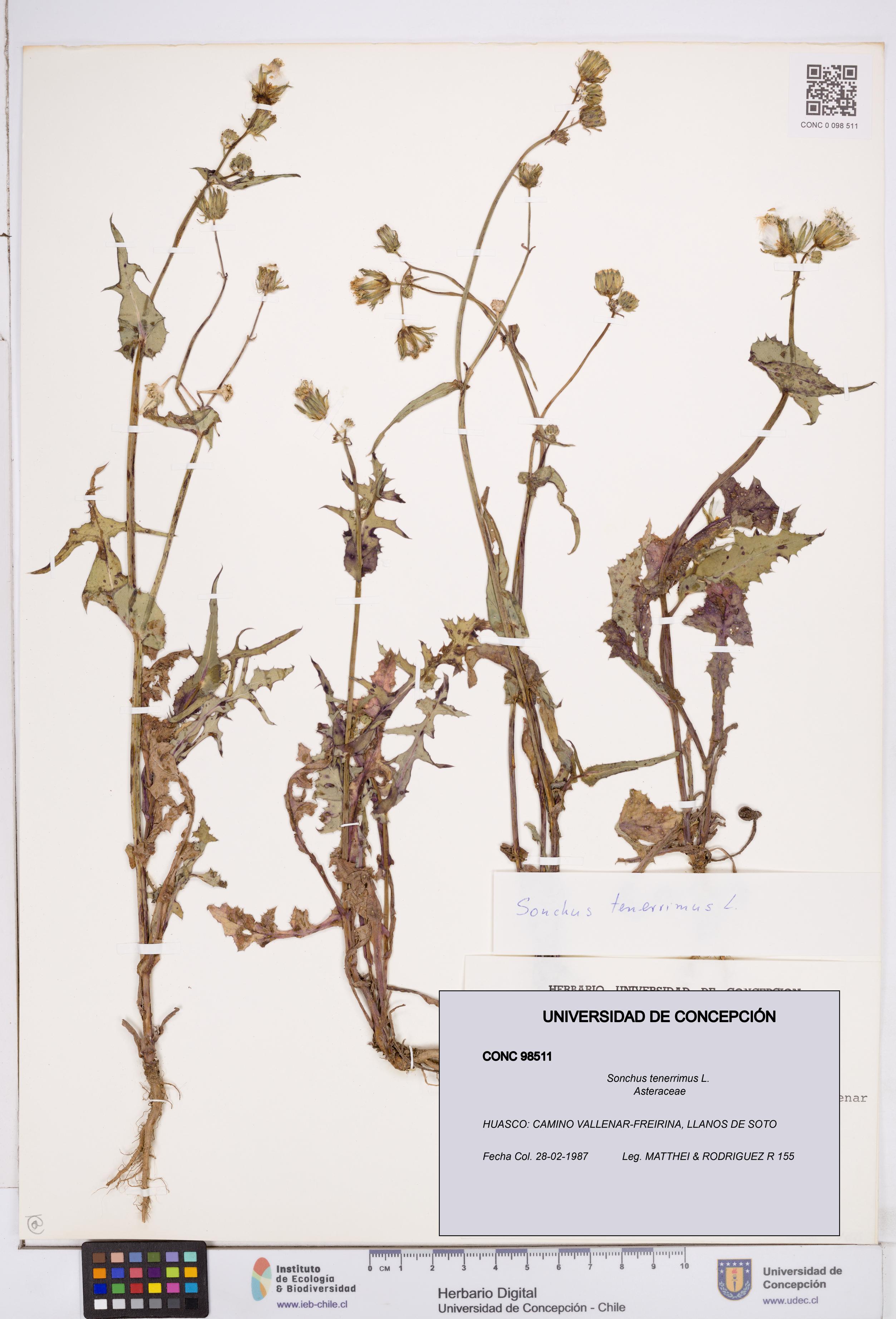 Sonchus tenerrimus [Espécimen: ]