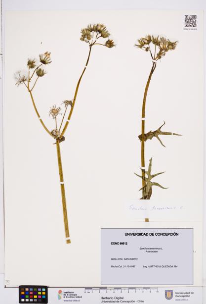 Sonchus tenerrimus [Espécimen: ]