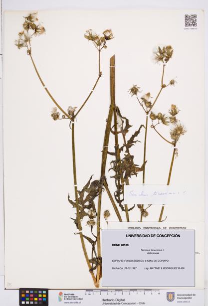 Sonchus tenerrimus [Espécimen: ]