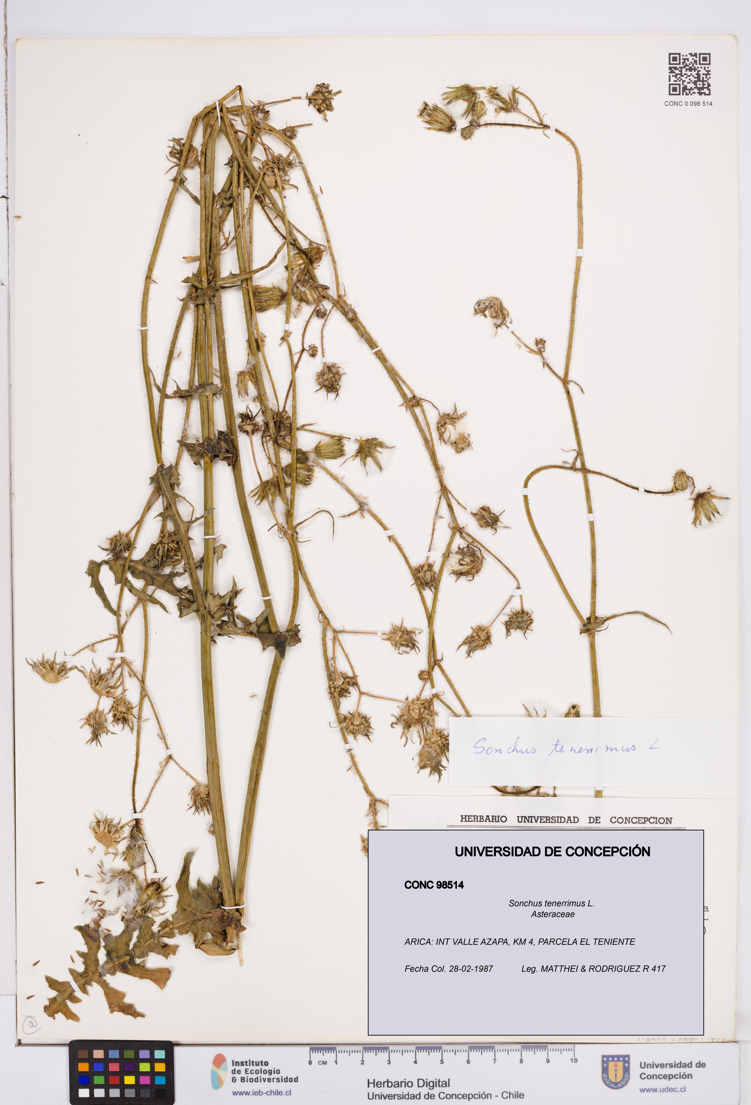 Sonchus tenerrimus [Espécimen: ]