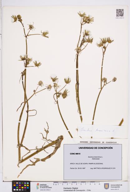 Sonchus tenerrimus [Espécimen: ]