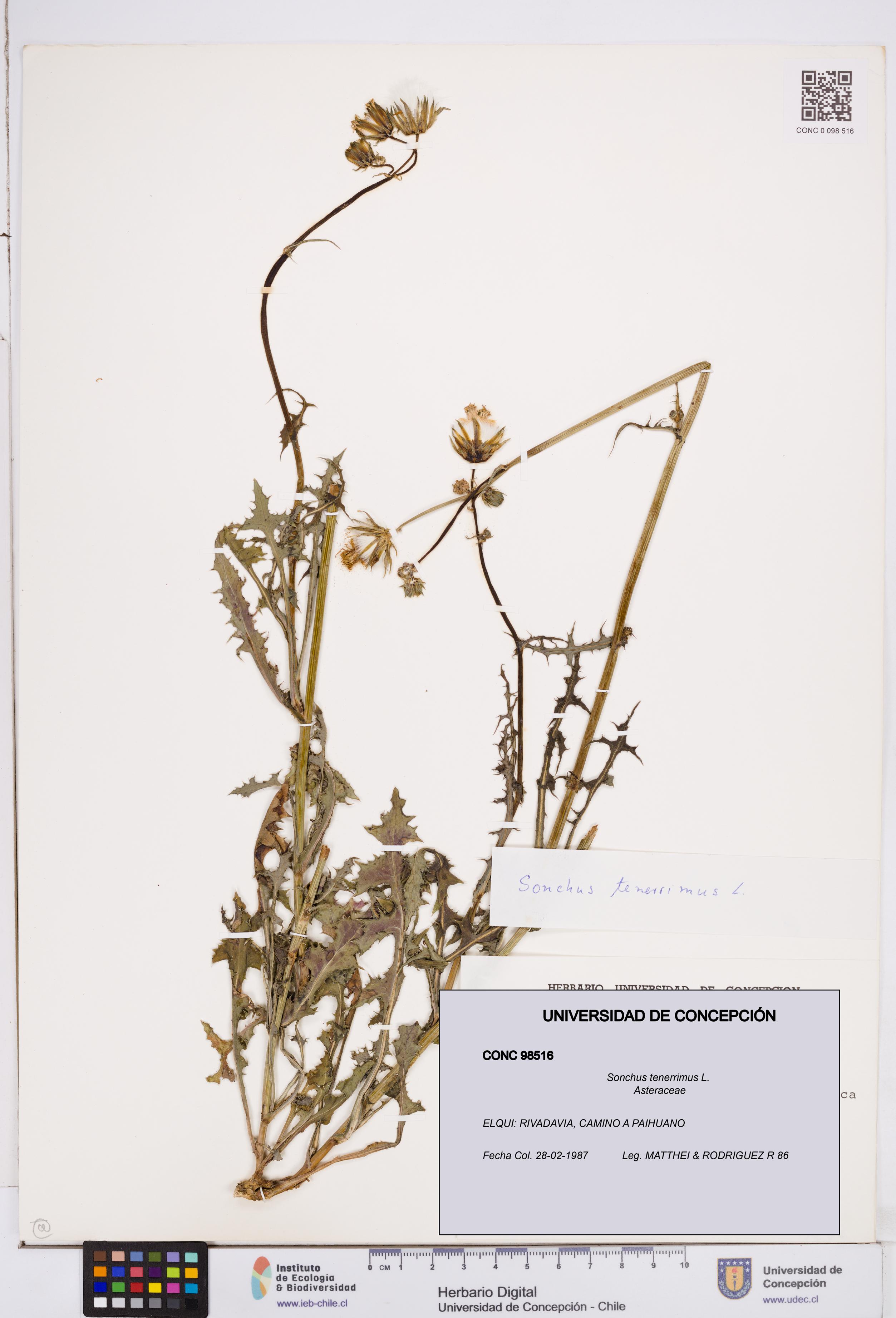 Sonchus tenerrimus [Espécimen: ]