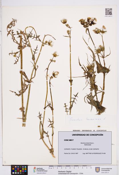 Sonchus tenerrimus [Espécimen: ]