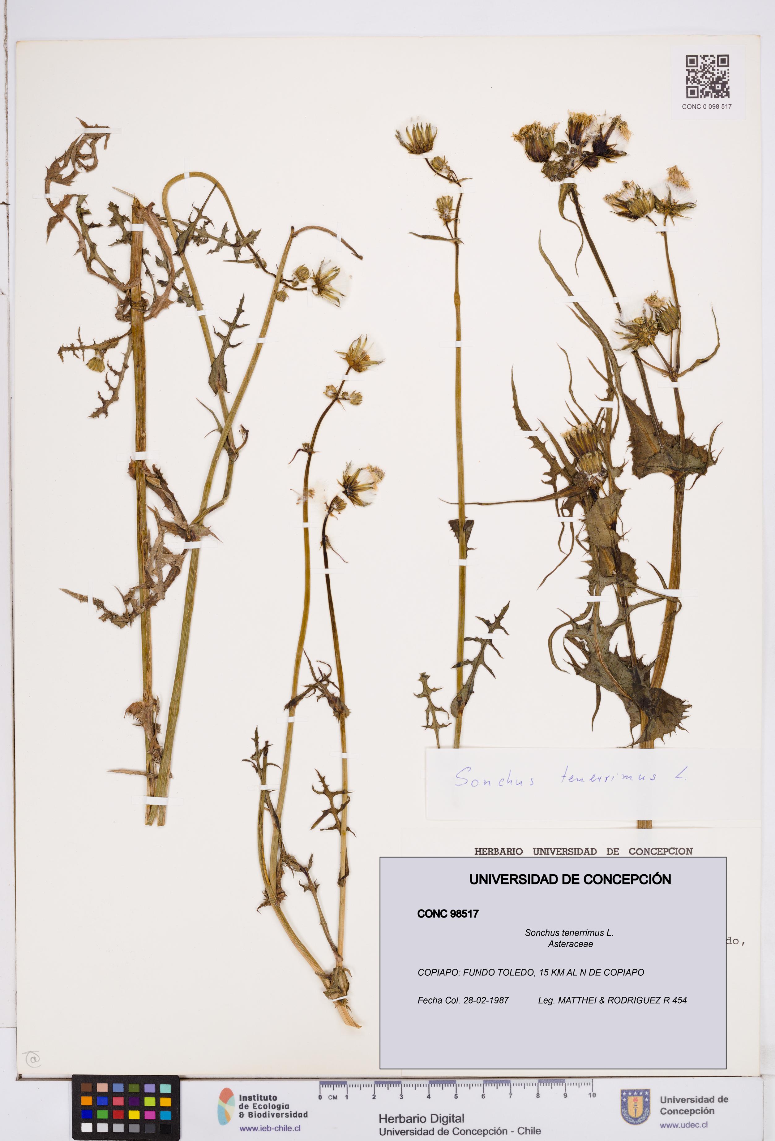 Sonchus tenerrimus [Espécimen: ]