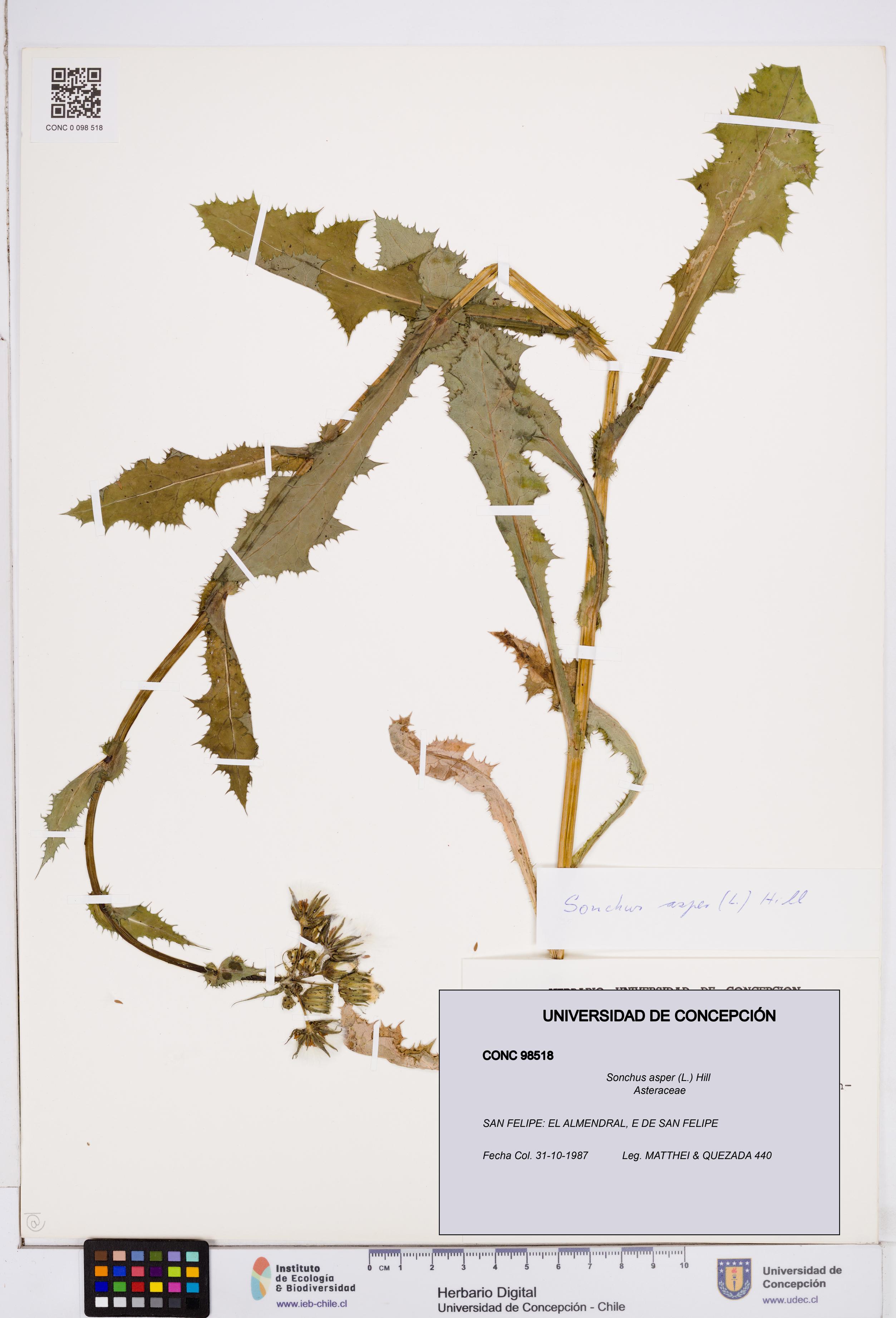Sonchus asper [Espécimen: ]