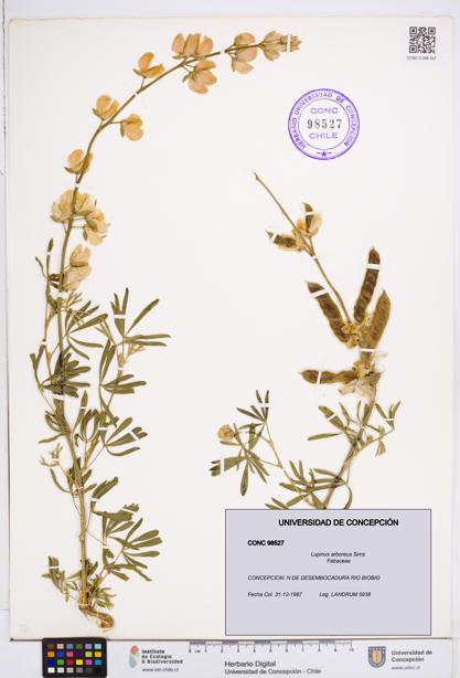 Lupinus arboreus [Espécimen: ]