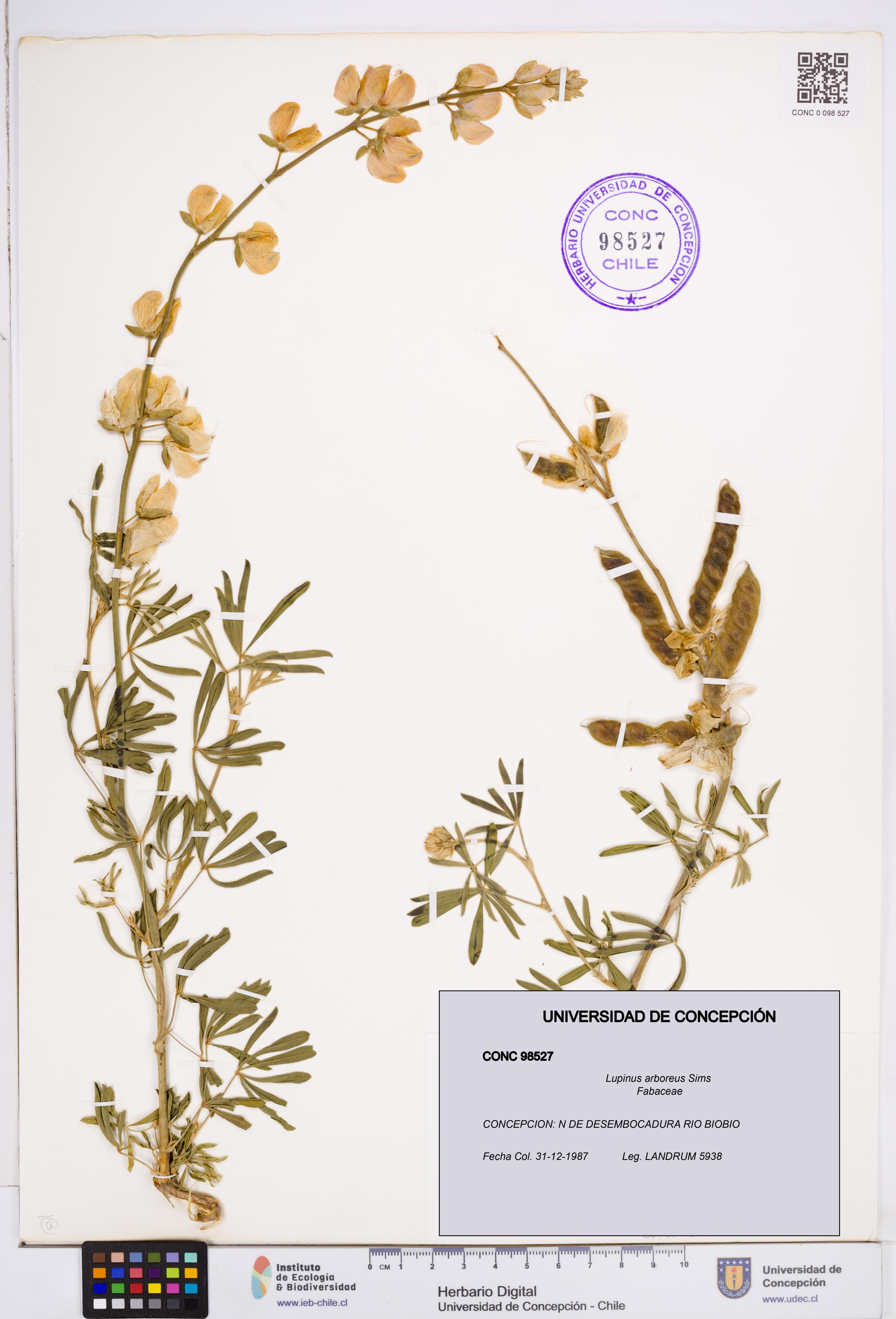 Lupinus arboreus [Espécimen: ]