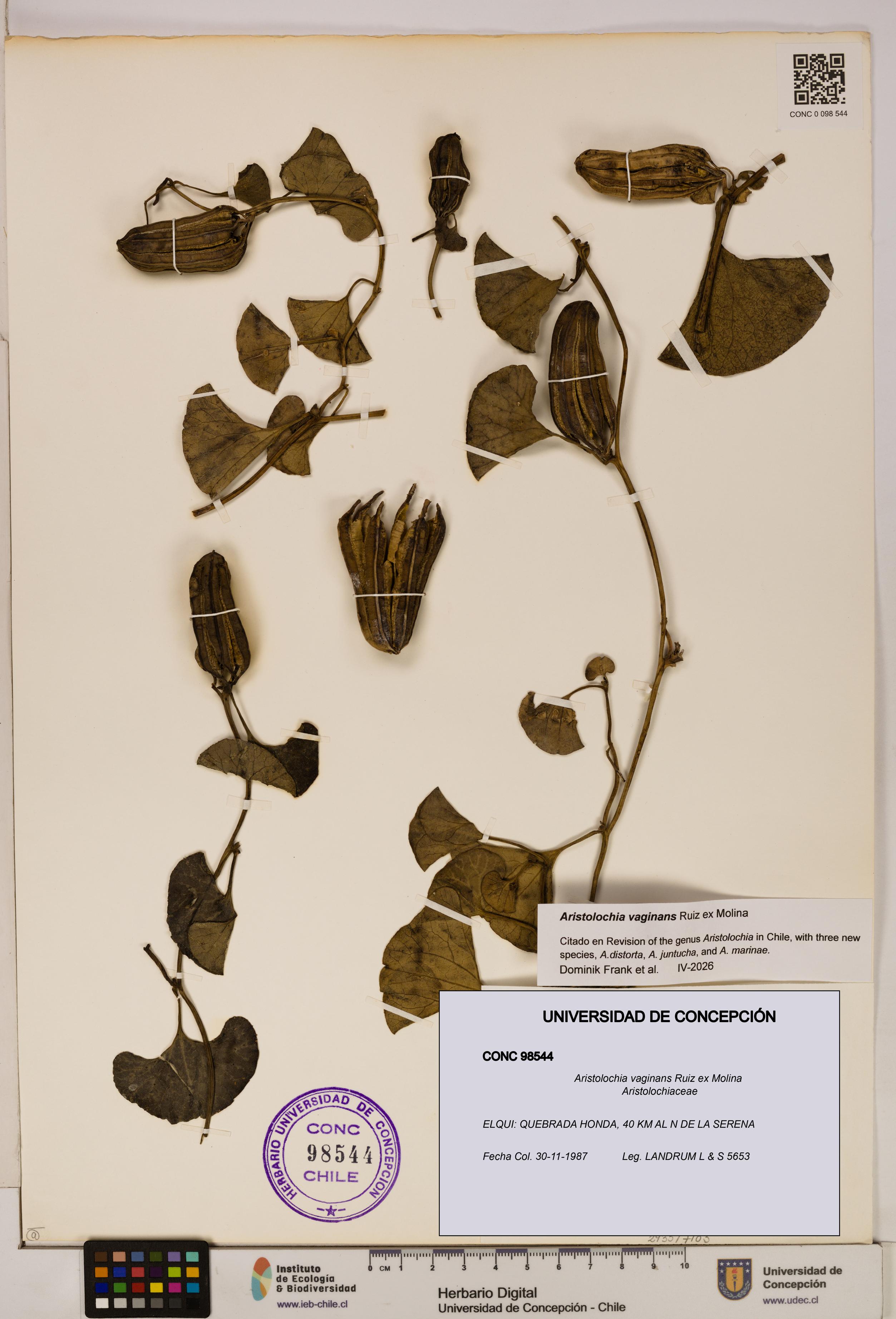 Aristolochia vaginans [Espécimen: ]