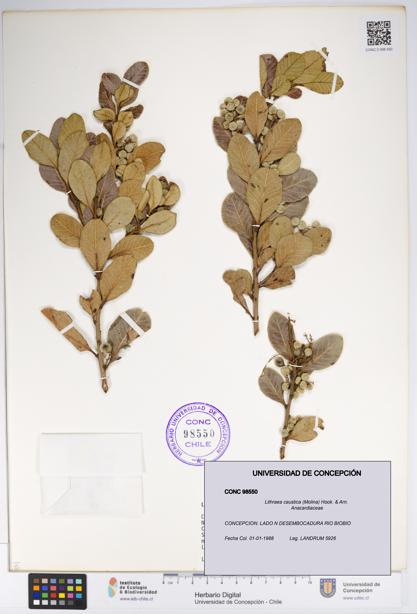 Lithraea caustica [Espécimen: UDEC:CONC:0098550]