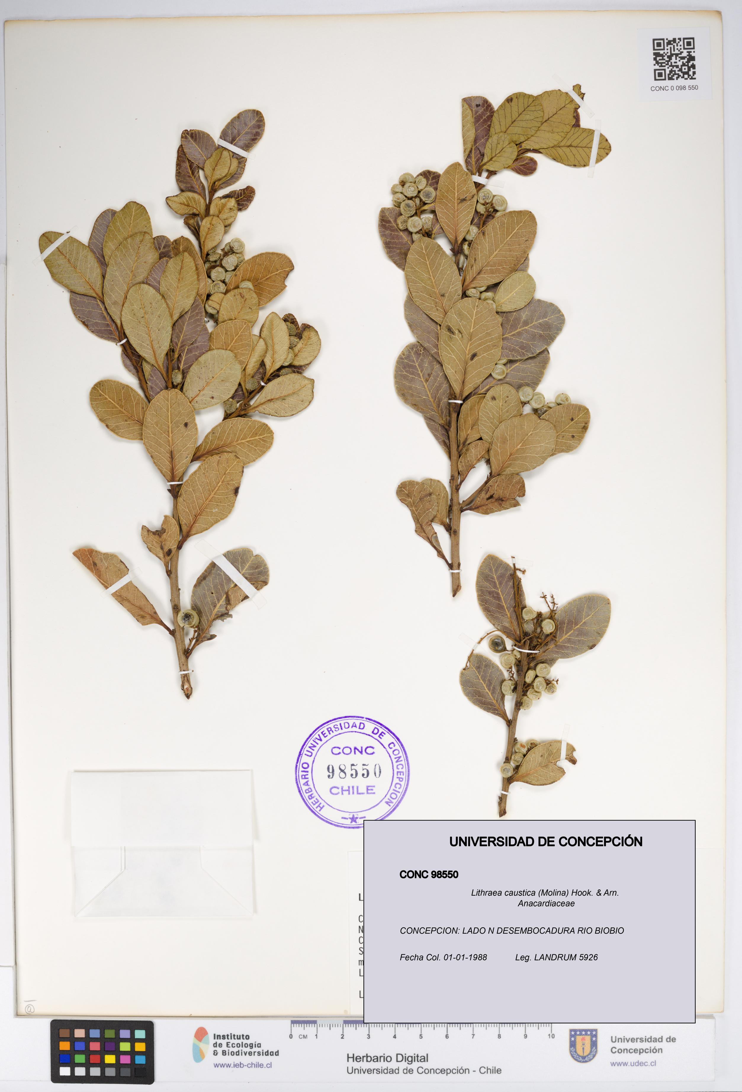 Lithraea caustica [Espécimen: UDEC:CONC:0098550]