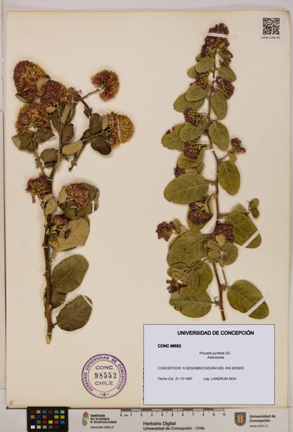 Proustia pyrifolia [Espécimen: UDEC:CONC:0098552]