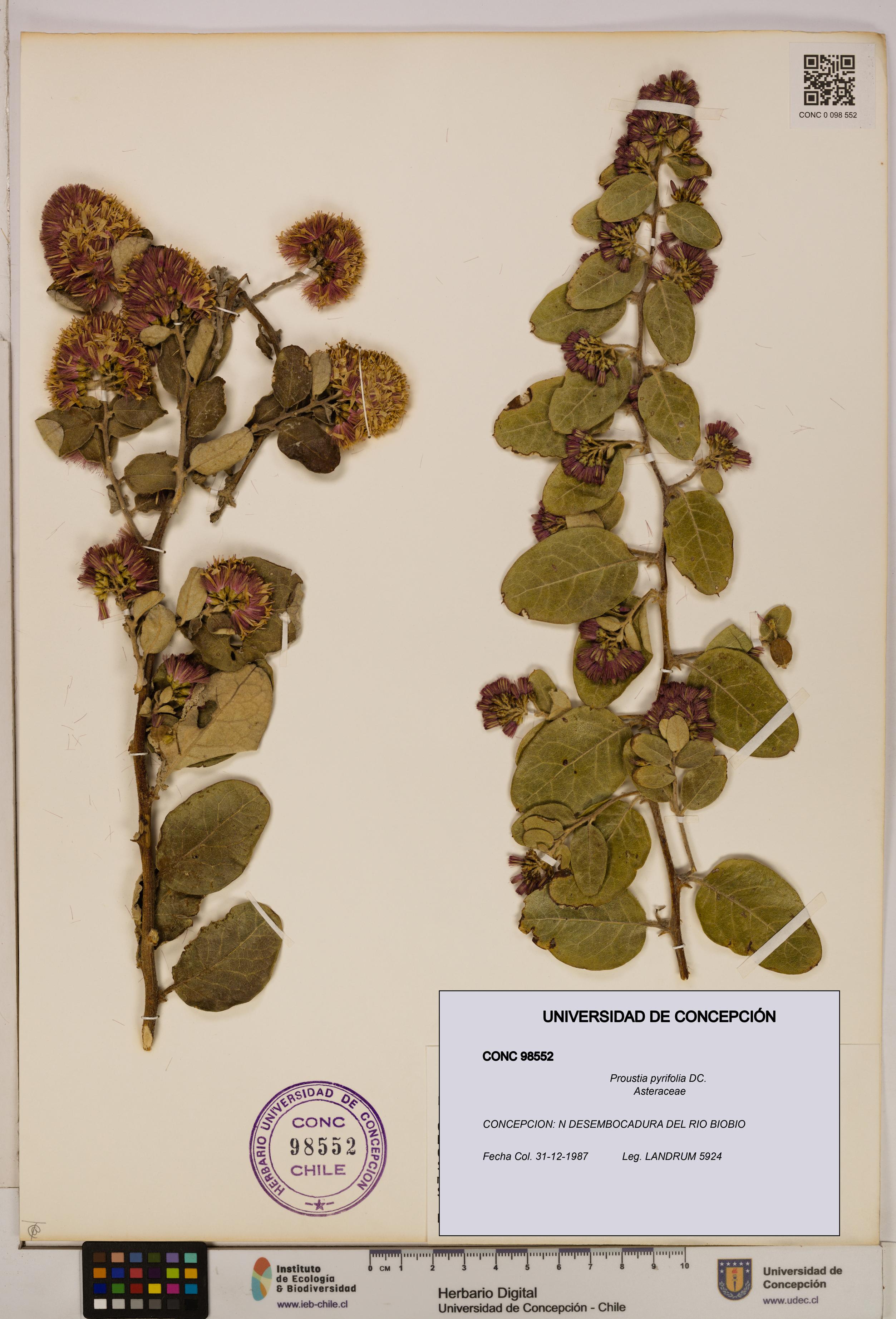 Proustia pyrifolia [Espécimen: UDEC:CONC:0098552]