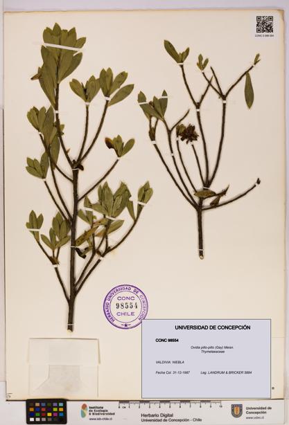 Ovidia pillo-pillo [Espécimen: UDEC:CONC:0098554]