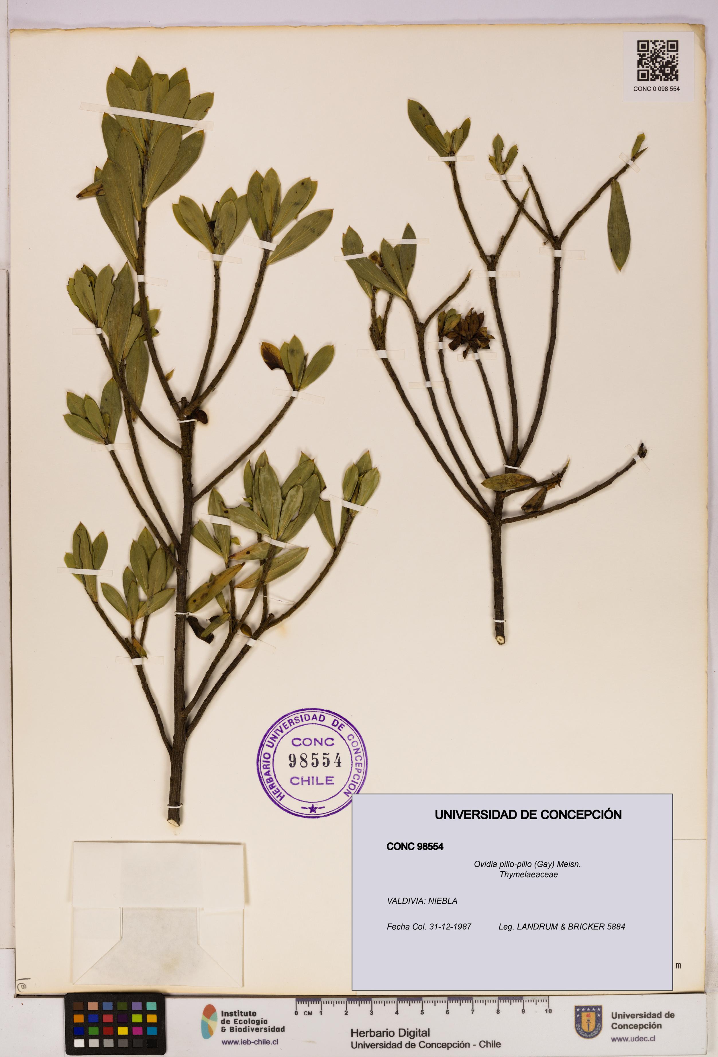 Ovidia pillo-pillo [Espécimen: UDEC:CONC:0098554]