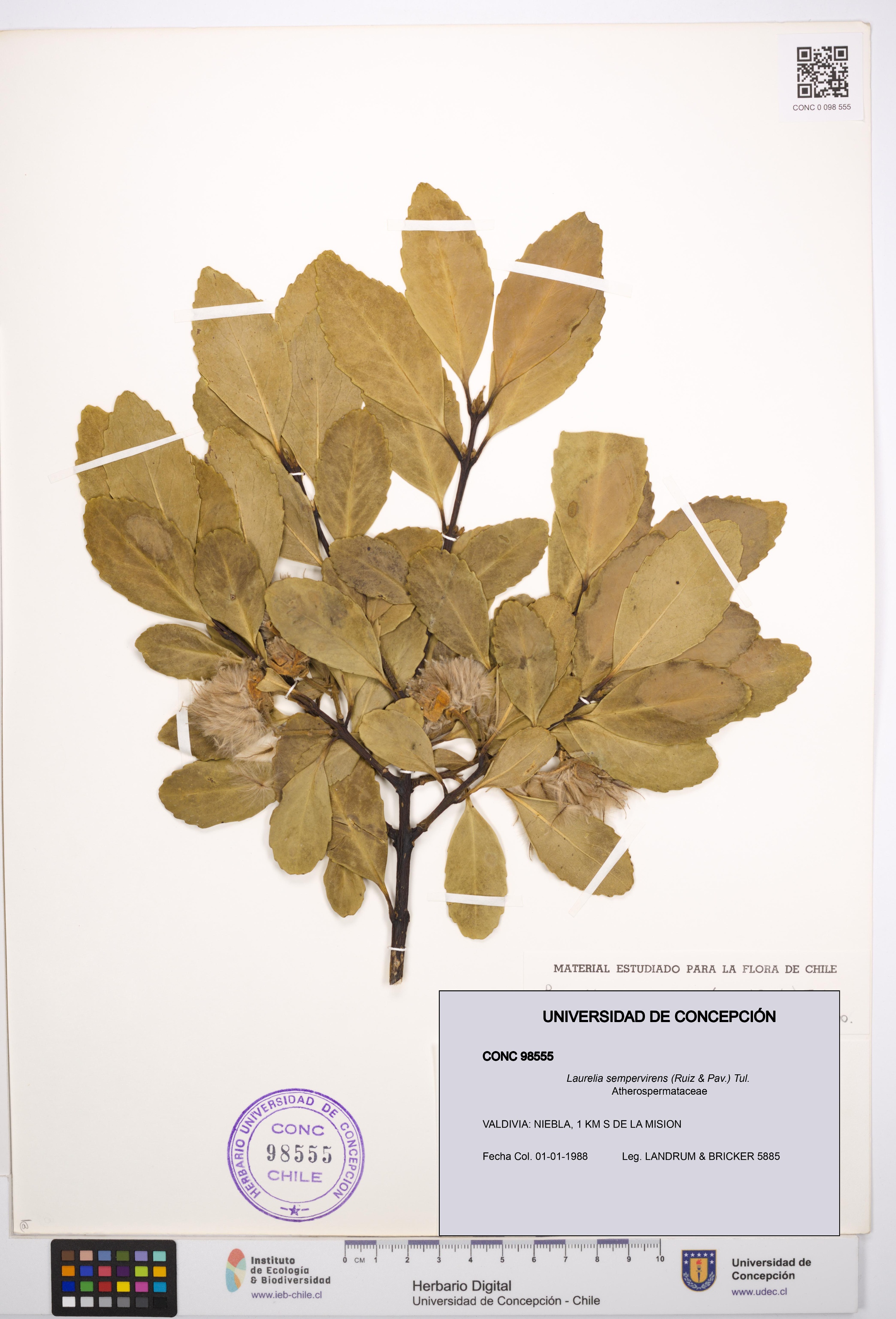 Laurelia sempervirens [Espécimen: UDEC:CONC:0098555]