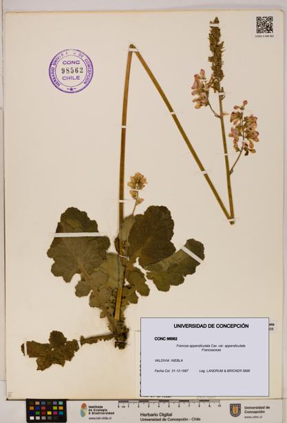 Francoa appendiculata [Espécimen: ]