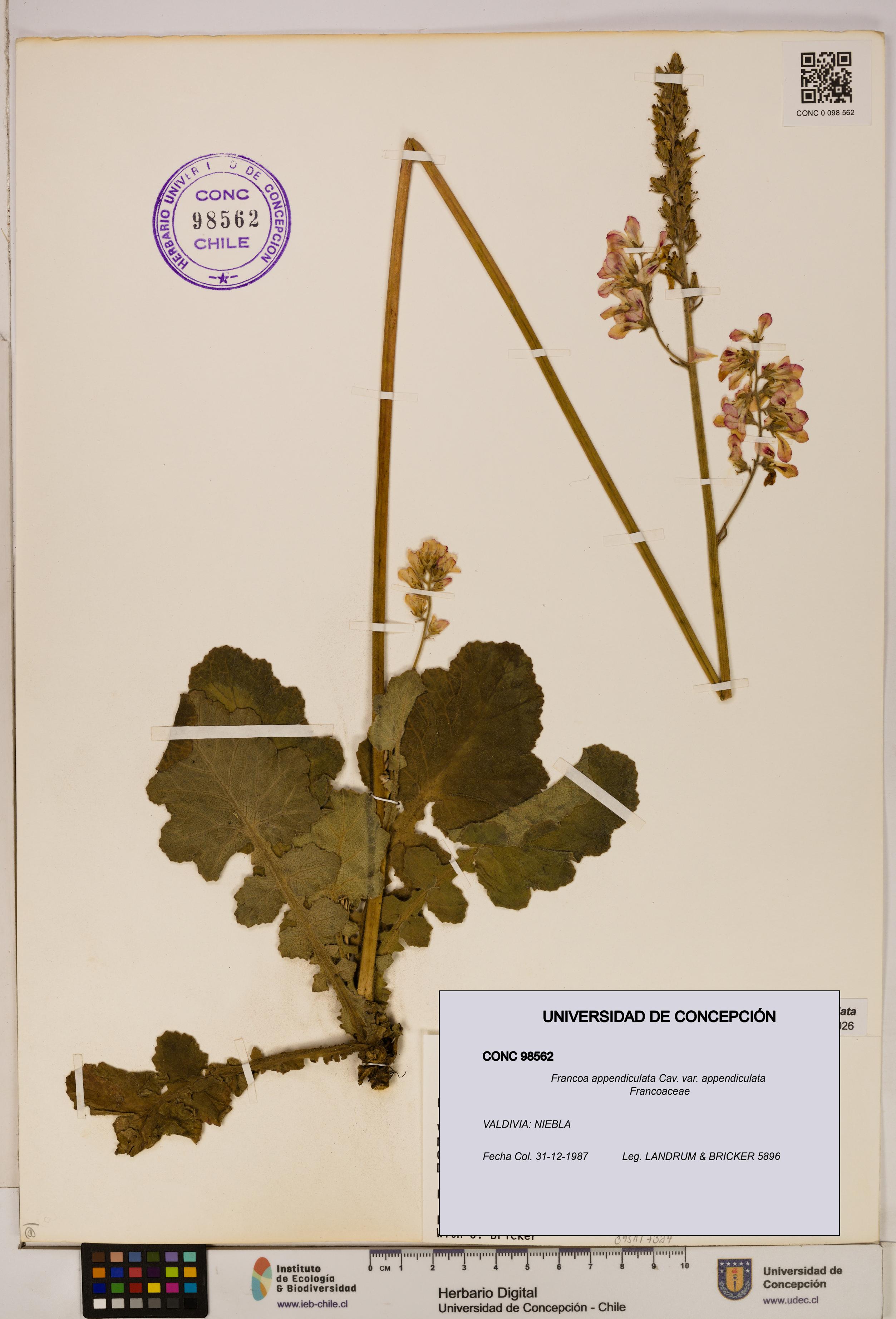 Francoa appendiculata [Espécimen: ]