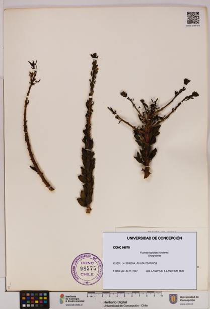 Fuchsia lycioides [Espécimen: UDEC:CONC:0098575]