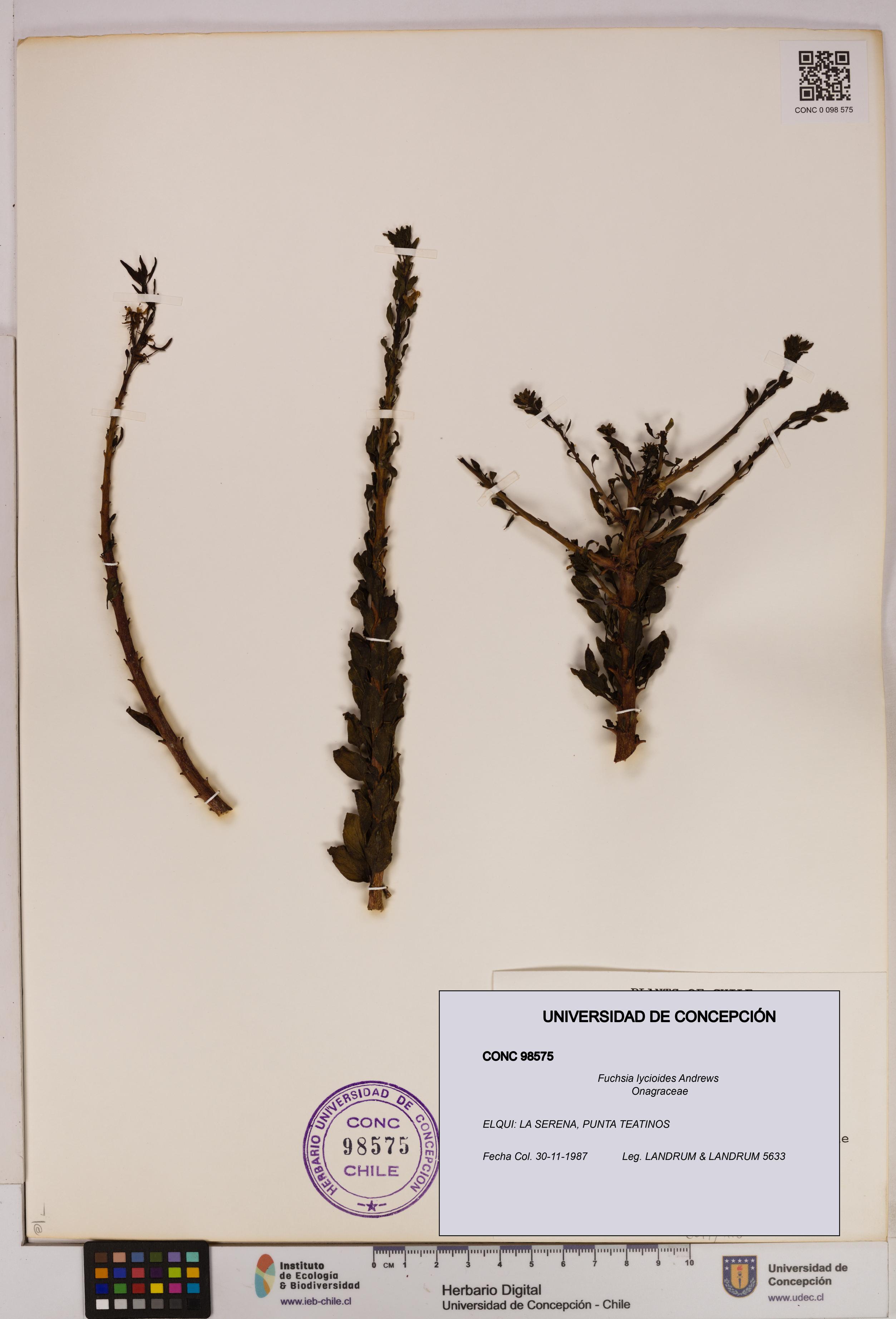 Fuchsia lycioides [Espécimen: UDEC:CONC:0098575]
