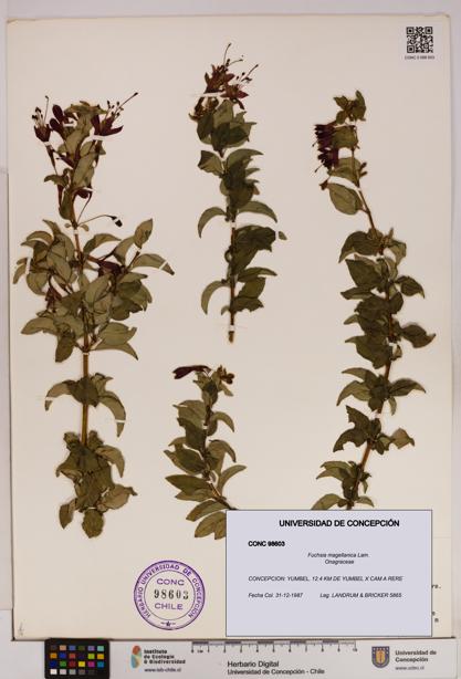 Fuchsia magellanica [Espécimen: UDEC:CONC:0098603]