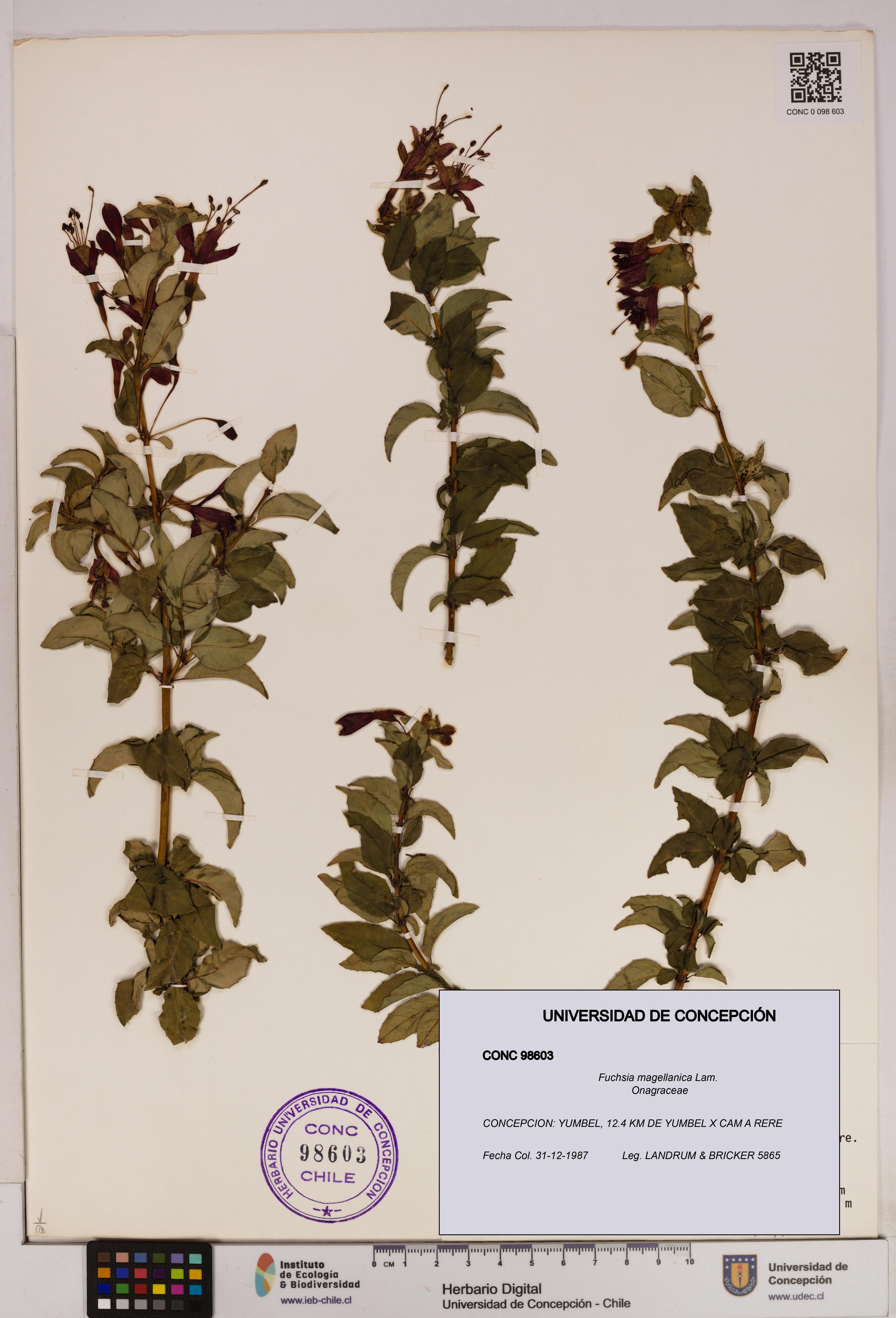 Fuchsia magellanica [Espécimen: UDEC:CONC:0098603]