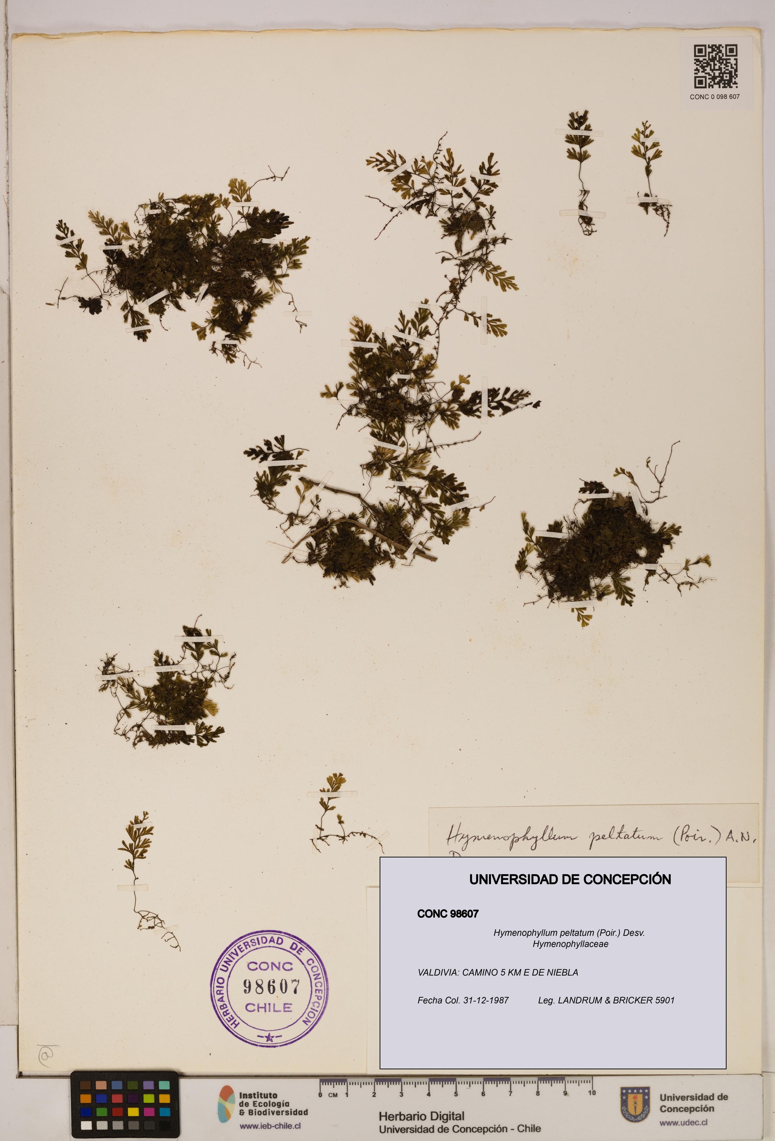 Hymenophyllum peltatum [Espécimen: ]
